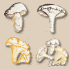 moshrooms - boletus, chanterelle and chameleon mushroom