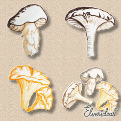 moshrooms - boletus, chanterelle and chameleon mushroom
