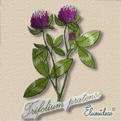 Red clover machine embroidery